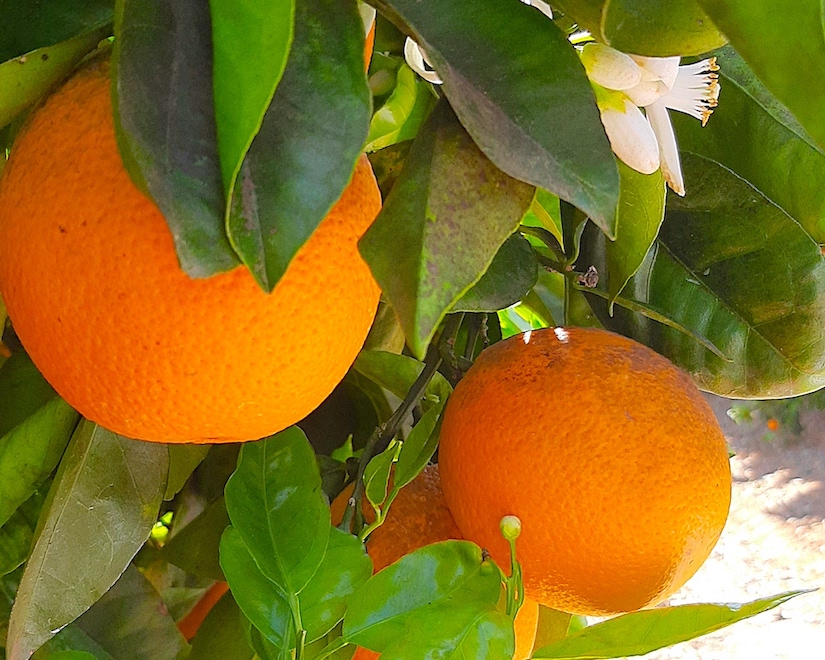 Экскурсия подойдёт для тех, кто хочет узнать настоящий вкус цитрусовых, самостоятельно собрать свой урожай, прогуляться по цитрусовой плантации, познакомиться с представителями семейного бизнеса.
