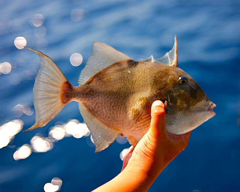 Морская рыбалка и барбекю на корабле в бухте острова Родоса